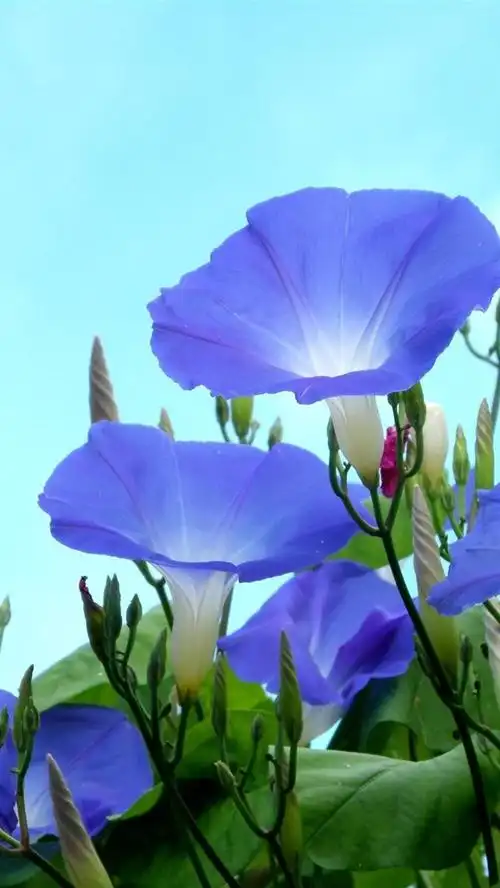 蓝色牵牛花,天空背景