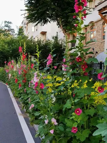 小镇小院鲜花美