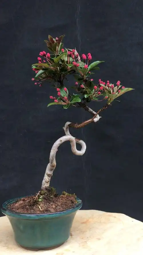 海棠—皇家雨点