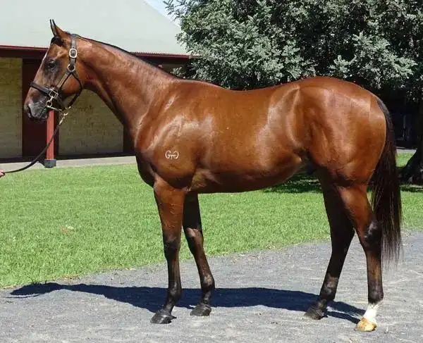 inglis australian easter yearling sale),其父系为澳大利亚明星种公