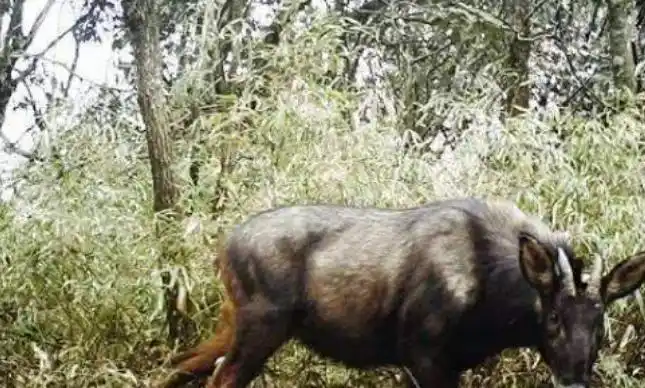 这动物叫做鬣羚,鬣羚又叫明鬃羊,属牛科,是典型林栖兽类,主要活动于