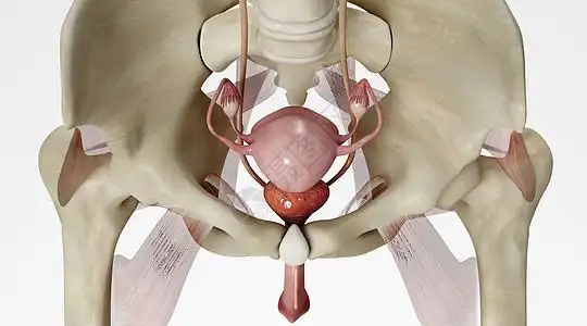 人体子宫模型图片素材