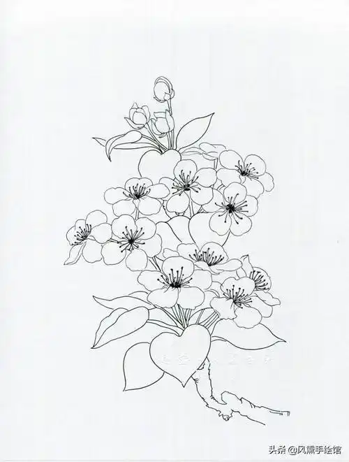 梨花简笔画礼花简笔画画法