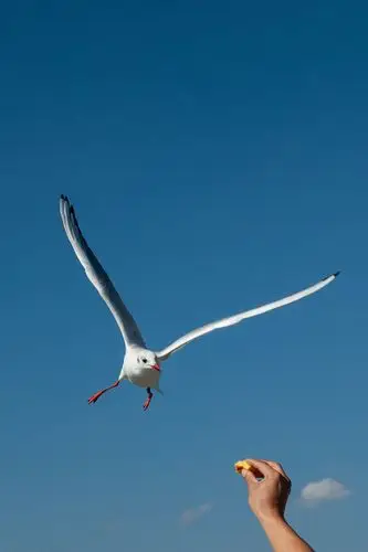 滇池观海鸥 - 美篇