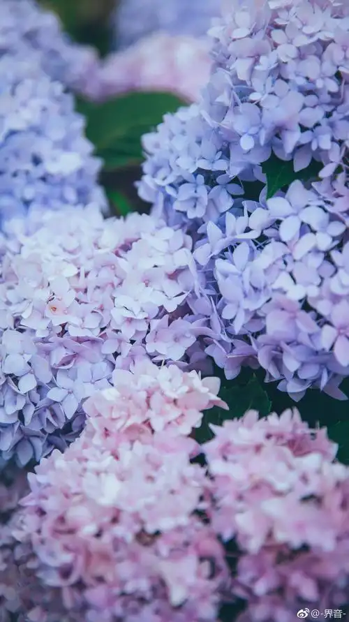 绣球花～希望,美满,团聚