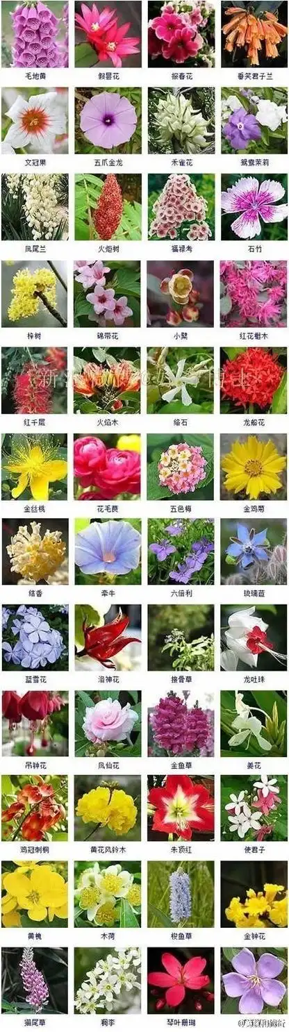 粤语花卉名称大全:粤语花名是什么意思?