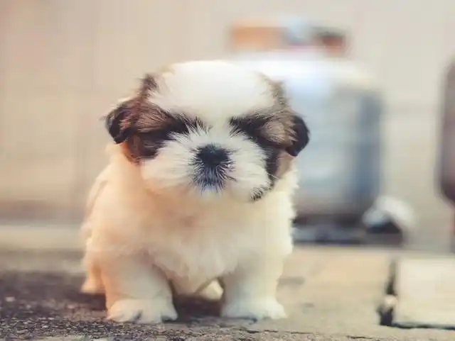 小狗又呆又萌的名字有胖胖,嘟嘟,绵绵,土豆,乖乖,芋泥,肉肉,球球,排骨