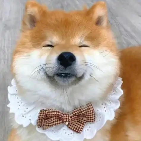 狗狗头像图片憨憨 狗狗头像图片大全 -【爱个性】