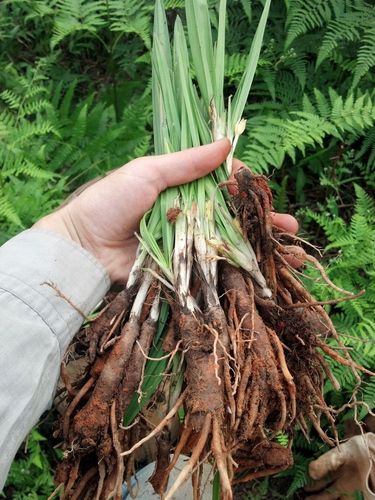 四川野生小叶仙茅仙毛草种苗仙矛独脚丝茅中药材带