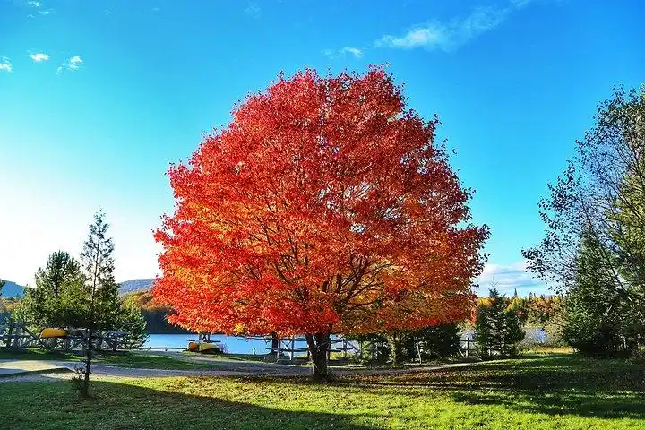 这个也是加拿大一大观枫圣地不过早上起来预报有雨而且整个魁北克枫叶