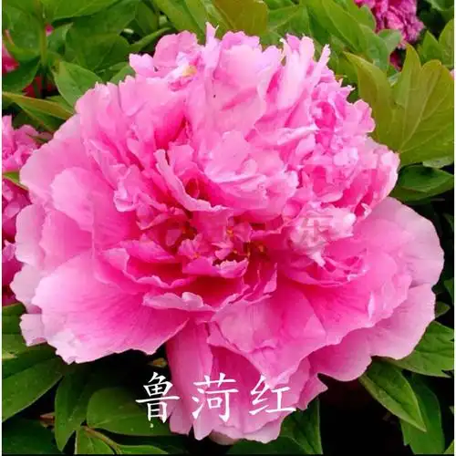 院子种植菏泽牡丹花苗大花室内外阳台庭院盆栽花卉富贵花观赏 鲁菏红