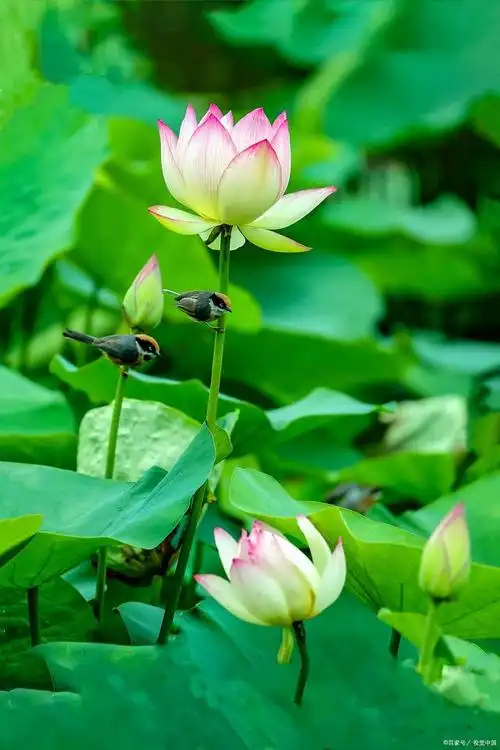 十首最美荷花古诗词,青荷莲子杂衣香,一一风荷举,唯美整个夏天