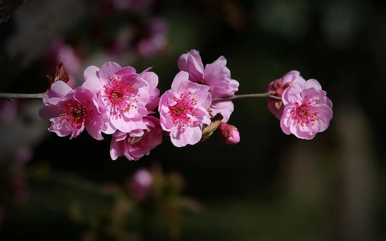 美人梅高清植物图片电脑桌面壁纸