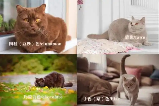 英国短毛猫,不太常见的毛色,你都见过吗?