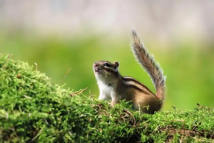 秋天里的小松鼠