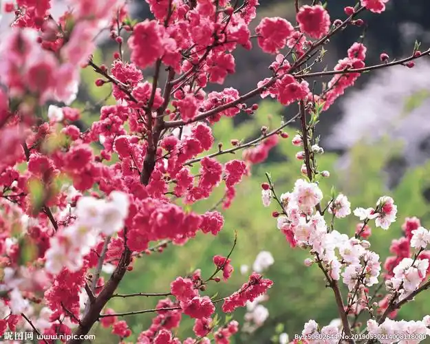 梅花摄影图__自然风景_自然景观_摄影图库_昵图网nipic.com