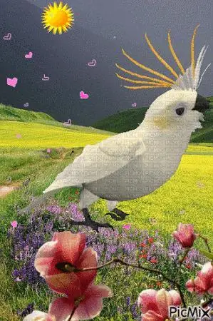 一组会动的鸟图送给你祝你每天好心情