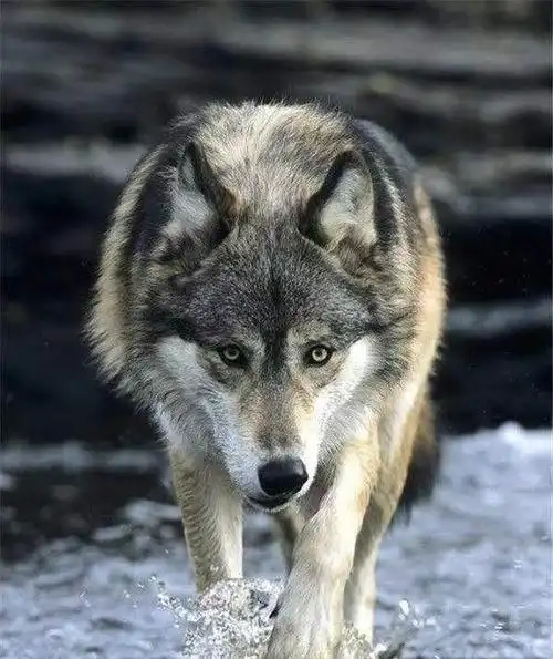 狼狗|狼群|孤狼|木棍_网易订阅