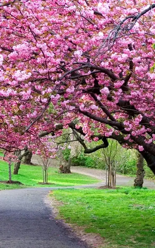 唯美樱花,手机壁纸. - 资源共享 - 一加手机社区官方论坛