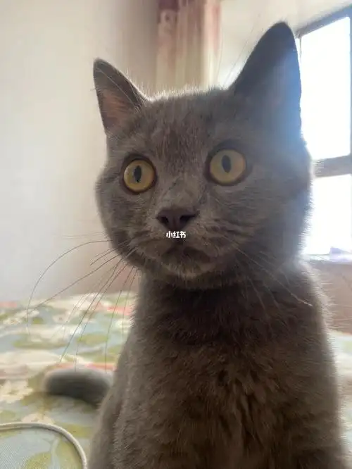 蓝猫的颜色怎么是黄色?不是说橘色或者古铜色么?