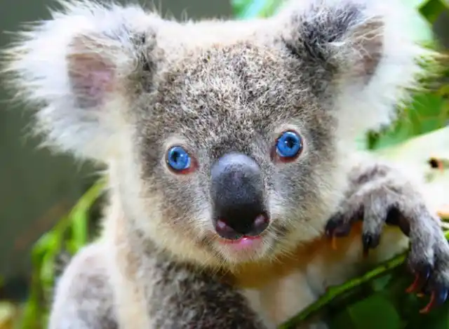 触目惊心澳树袋熊被射26枪苟延残喘x光密密麻麻全都是弹孔