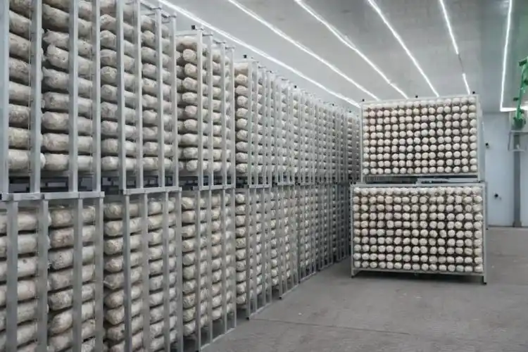 荆楚菌菇香飘全球_产业资讯_食用菌新闻_中国食用菌商务网