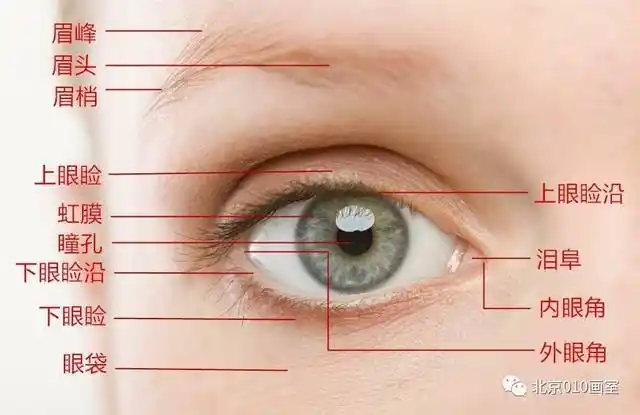 有了这一篇妈妈再也不用担心不会画头像了超详细五官讲解眼睛篇