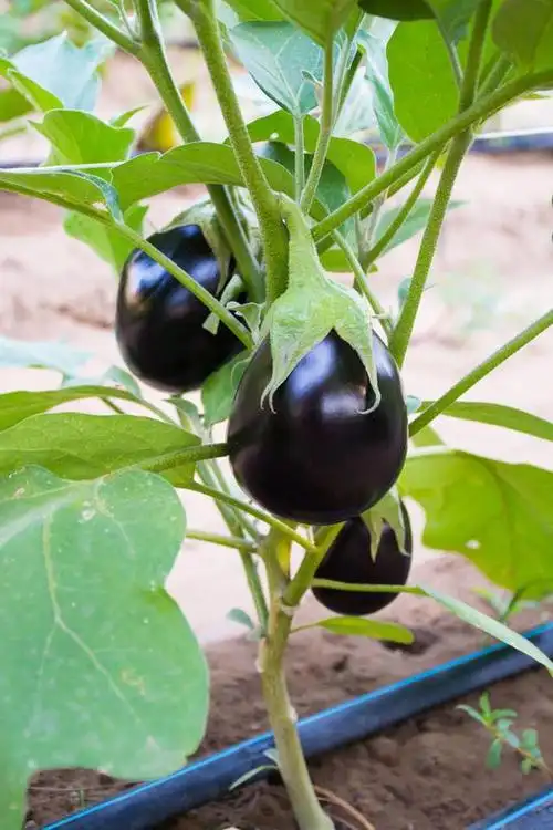 一,整枝由于茄子的枝条生长及开花结果习性相当规则,因而在露地栽培中