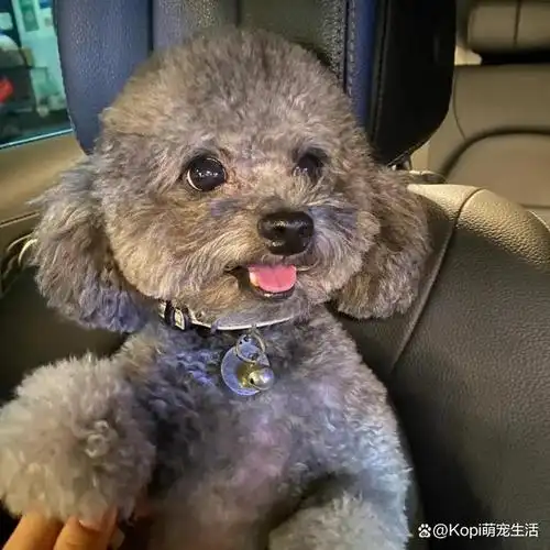 一般来说,灰泰迪在6个月左右的时候会开始变色,变成灰色.