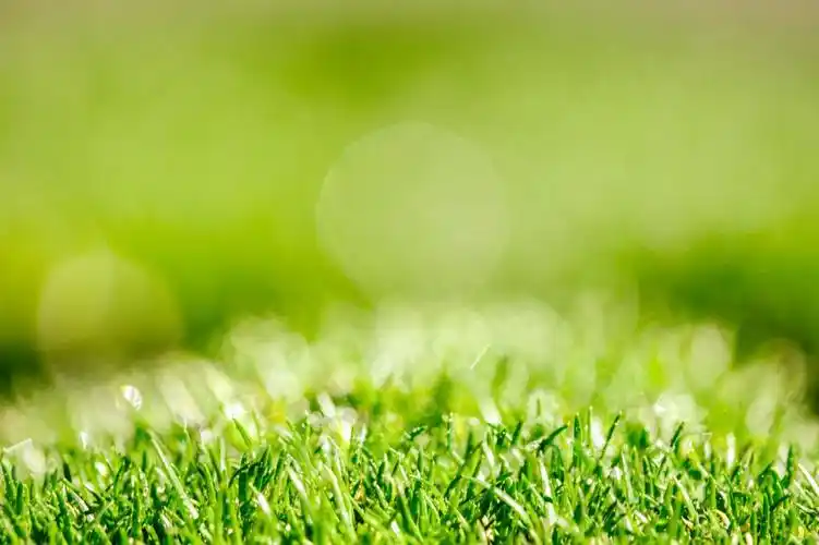 关闭绿草高清壁纸的照片