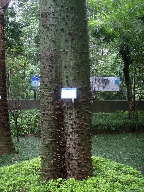 原摄〕美丽异木棉/美人树(10p)