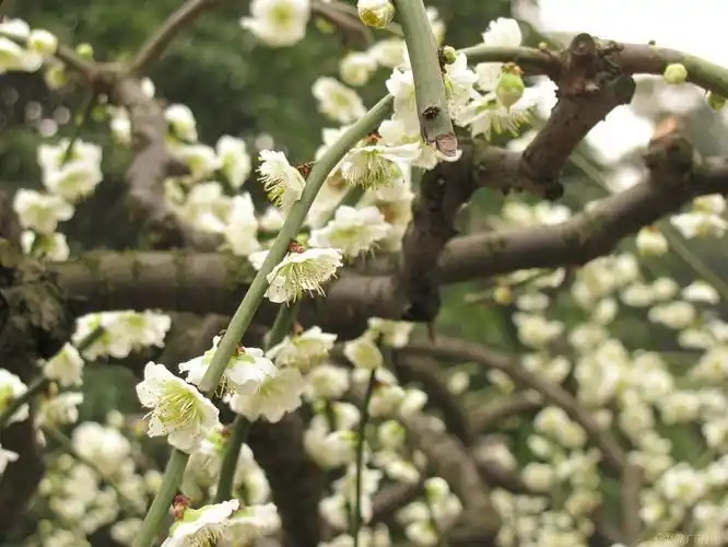 素雅芳香的金钱绿萼梅