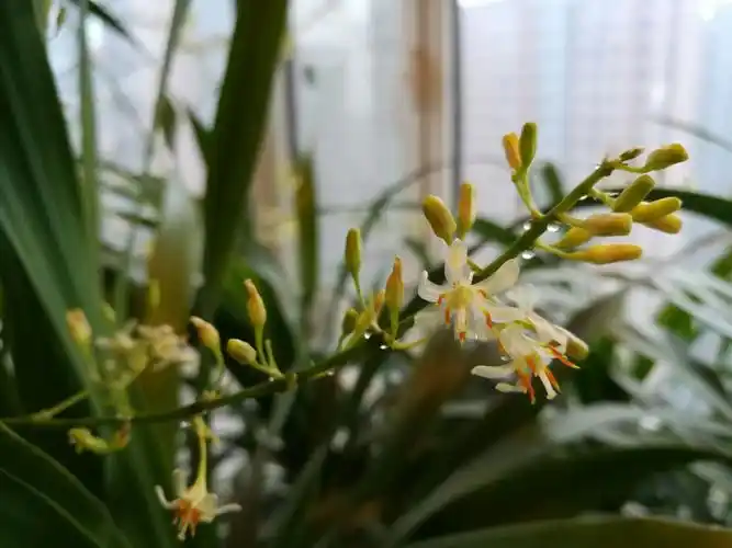 龙须树开花,你见过吗?