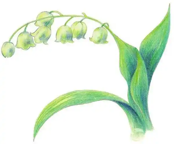 铃兰花水彩铃兰花水彩笔简笔画
