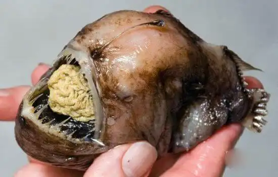 7种恐怖的深海鱼像是海底中的恶魔
