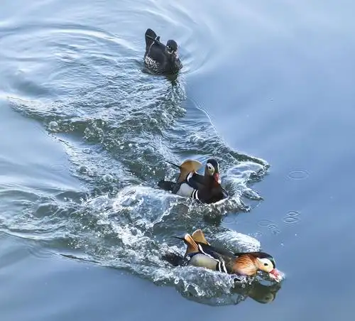 鸳鸯双栖蝶双飞,满园春色惹人醉