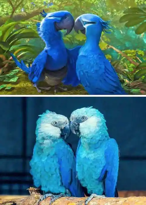 生物学上有什么凄美的故事?