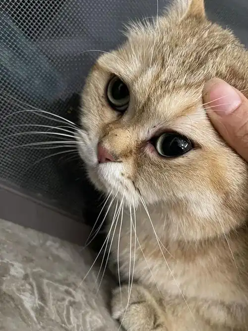 猫咪下眼睑红红的,要涂什么药吗