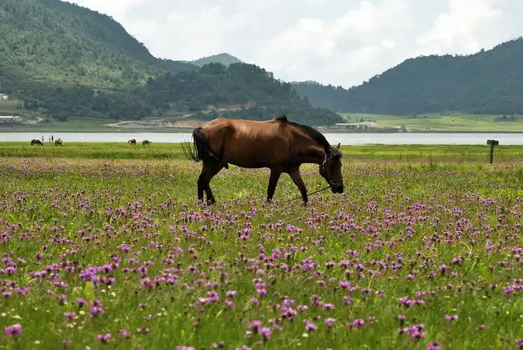 2013年08月13日,云南省丽江市文海.