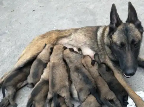 家里的狗生了一窝小狗,非常活泼可爱,这破坏力可不是一般的大!