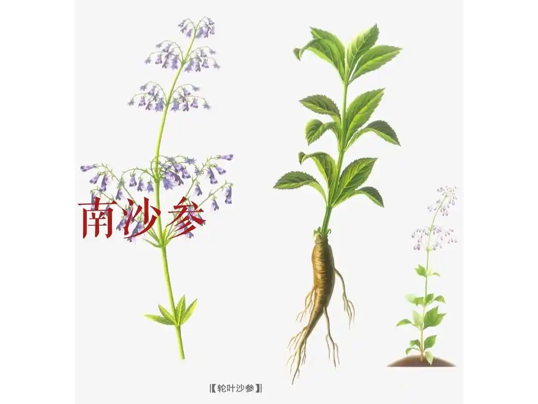 每天认识中草药-南沙参.