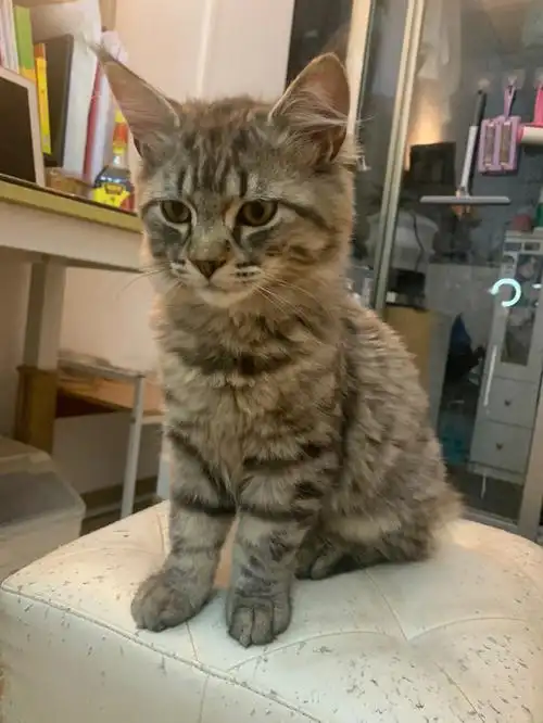 缅因串串刚回家的时候还因为体力太弱,每天流鼻涕,打喷嚏,身上有猫藓