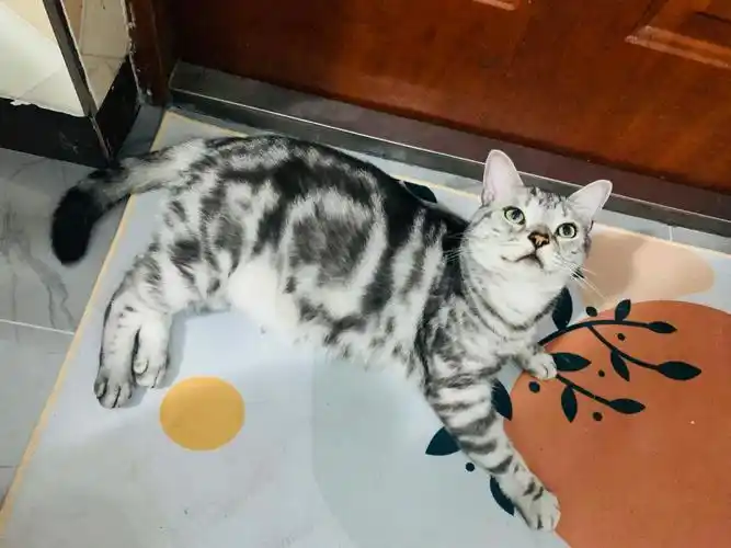 本来确信他是美短虎斑但是最近