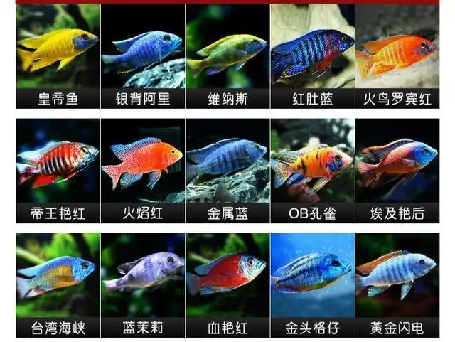 什么是三湖慈鲷鱼,最普通最常见的三湖慈鲷鱼是什么