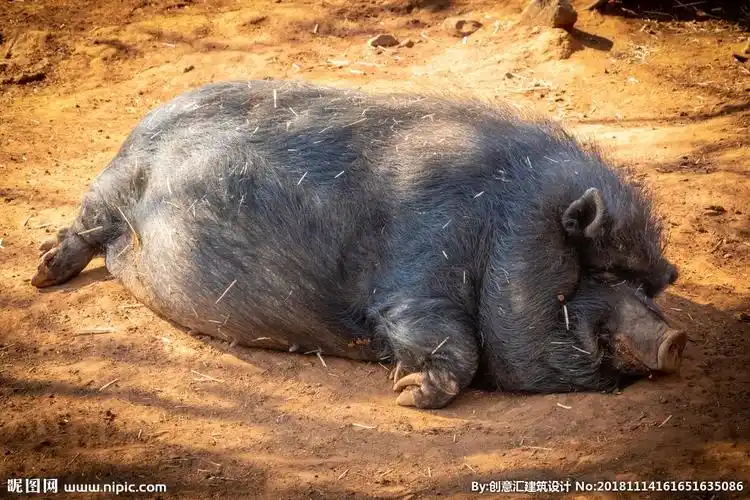 黑毛猪图片
