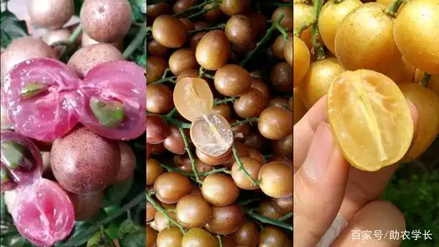 这两年来,果农们在种植一种紫肉的黄皮果,你有见过吗?