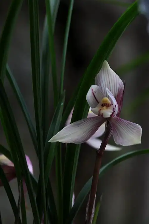 又到兰草香幽时