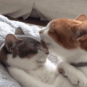 喵星人动图 - 斗图表情包 - 斗图达人