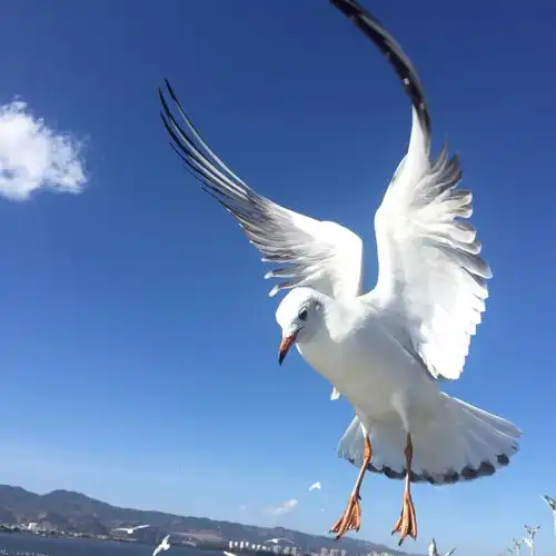 云南耳海蓝天下的海鸥