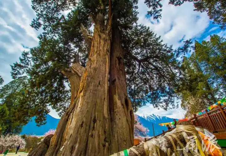 行摄天下走进世所罕见的林芝巨柏林